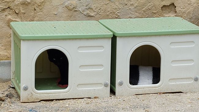 Trapani, una cuccia per i gatti randagi in centro