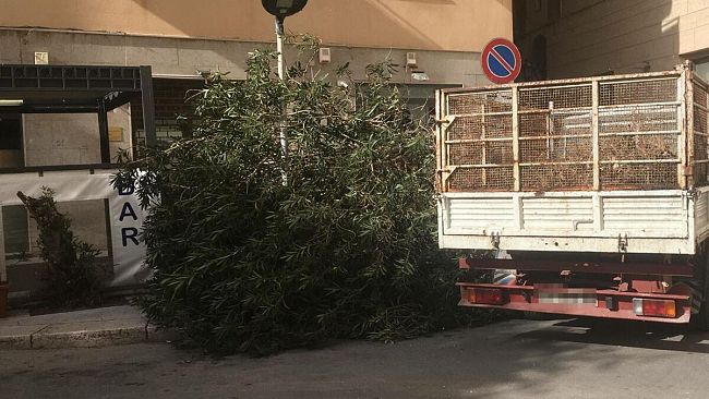 Trapani, forte vento spezza un albero in centro storico