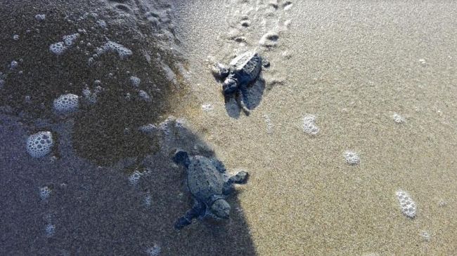 Le tartarughe marine tornano a nidificare sulle coste siciliane