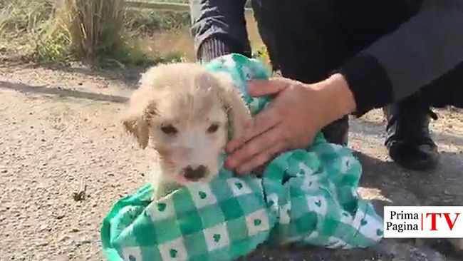Mazara, recuperati 4 cani abbandonati in sacchetti, soltanto uno era vivo