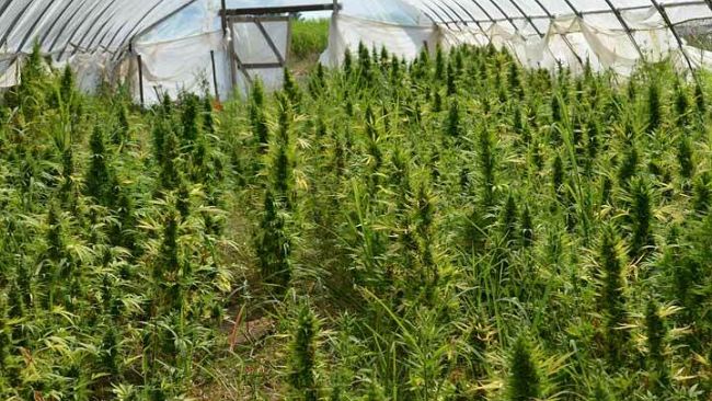 Lotta alla coltivazione di marijuana, scoperta piantagione in terreno di un consigliere di Petrosino.