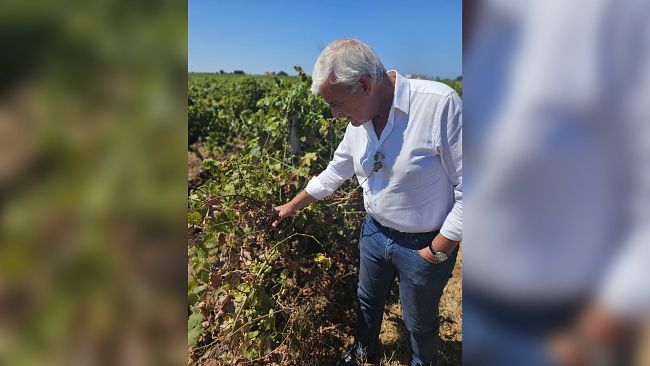 Agricoltura. AGEA pronta per contributi peronospera. Pellegrino (FI): 