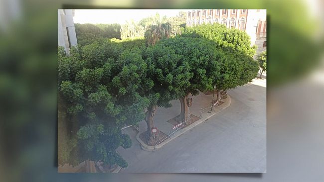 Trapani, cinque eritrine di piazza Vittorio Veneto saranno abbattute, 