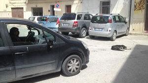 Randagismo in città: adesso anche un mistero da svelare