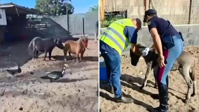 ​Stalle abusive, pony malridotti, cavalli e asini privi di controlli: scattano sequestri e pesanti sanzioni