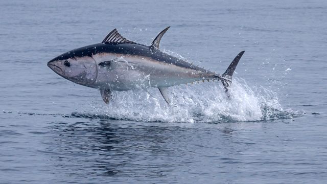 Boom di tonni nel Mediterraneo e successo del salmone norvegese: tendenze del mercato 2025