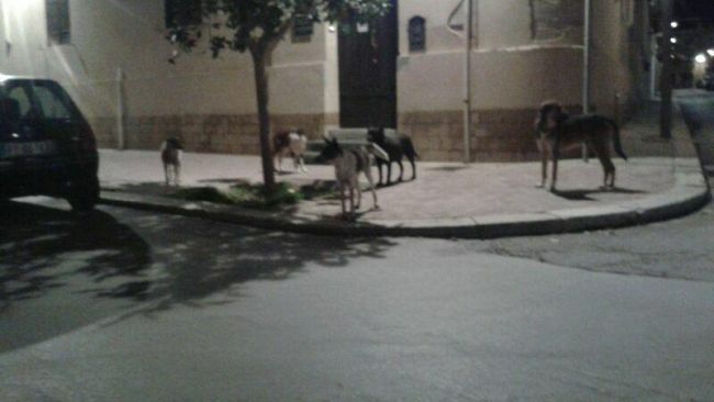 mazara-riunione-con-il-prefetto-sul-randagismo