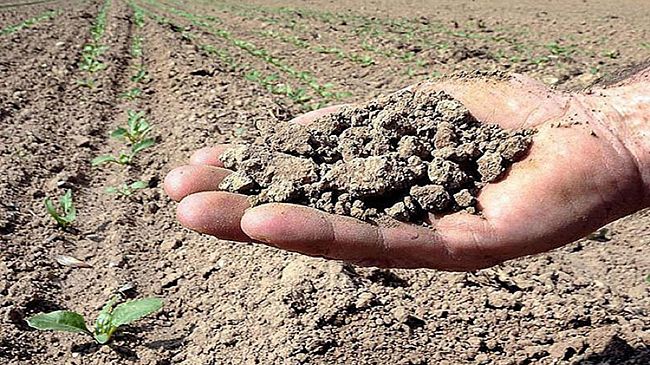 Aiuti economici per le imprese agricole del settore viticolo colpite dalla siccità con i fondi ministeriali