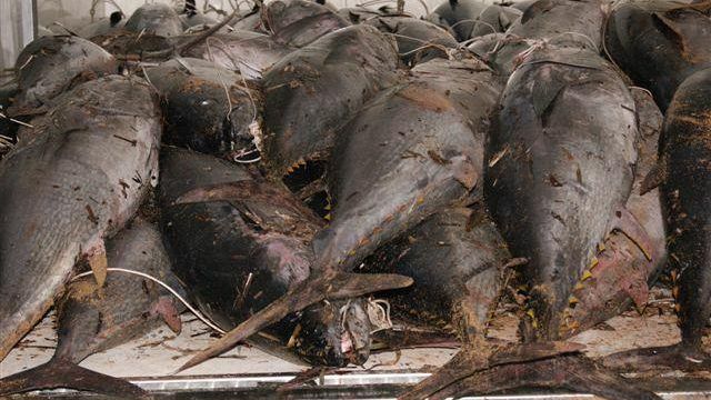Marsala, Maxi sequestro di tonno rosso. In azione Capitaneria e Carabinieri‏