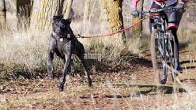 Cane trascinato sull'asfalto rovente da due uomini su una bici elettrica