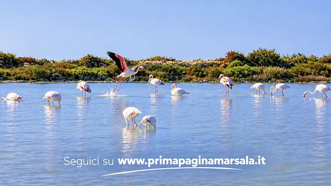 lo-stagnone-un-paradiso-naturale-che-rischia-di-diventare-vittima-della-propria-fama