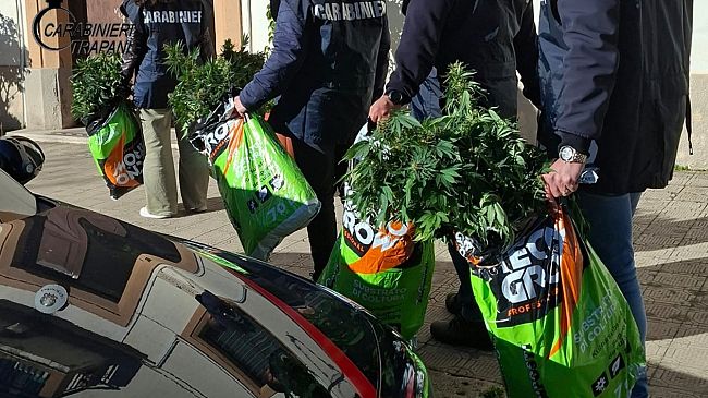 Alcamo, scoperta una serra di cannabis: in manette un 43enne