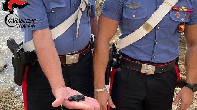 Custonaci. I Carabanieri mettono in salvo una tartaruga Caretta Caretta