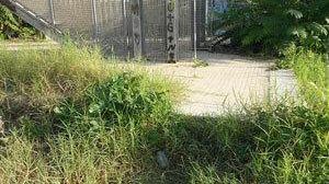 Pieno di erbacce e rifiuti il sovrappasso di Via Alfonso Gatto. Richiesto intervento