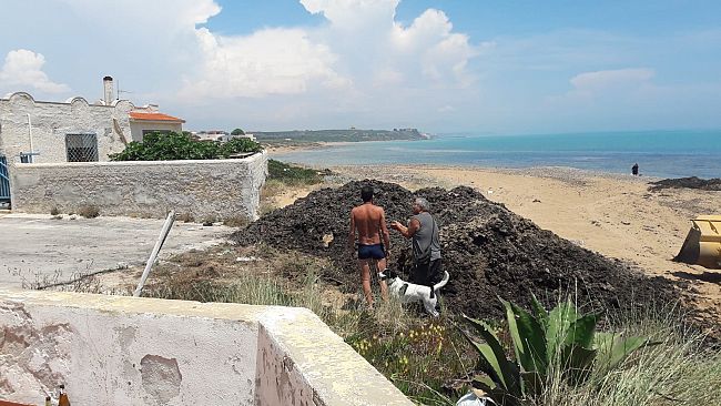 Legambiente: posidonia trasferita  sulla spiaggia di Triscina: petizione popolare per la rimozione