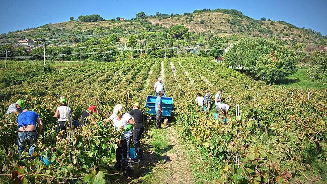 Salemi. Sabato la vendemmia della solidarietà 