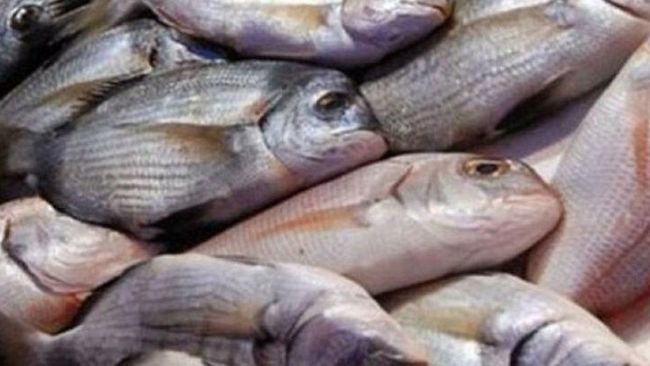 Trapani, Operazione congiunta al mercato del pesce: giro di vite sui pescivendoli abusivi.
