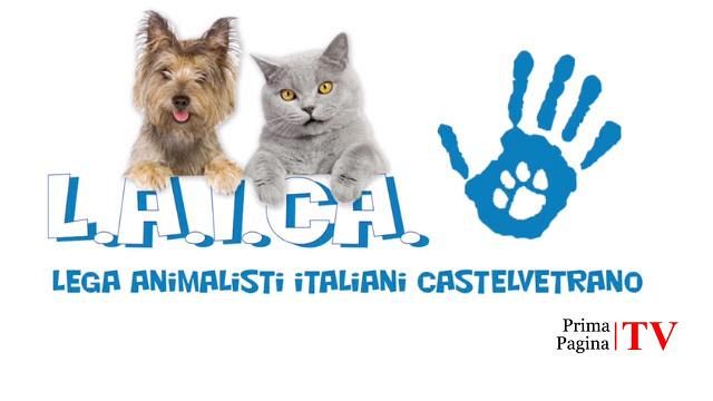 Volontari di Laica e Lida insieme per i cani randagi