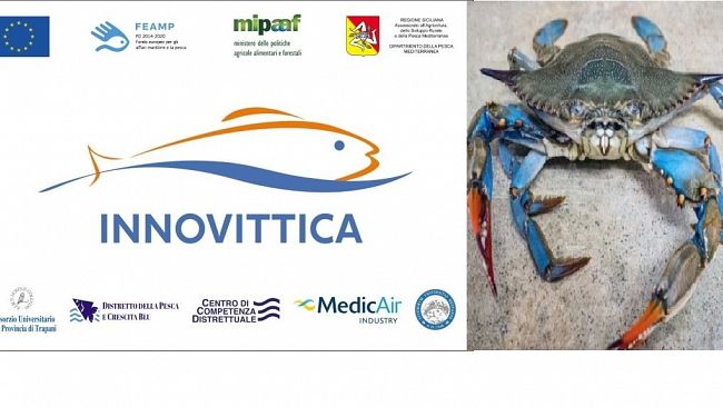 Progetto “Innovittica”, come trasformare il granchio blu da criticità in risorsa e valore 