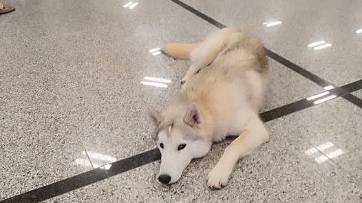 Trovato cane con collarino all'ospedale di Marsala, ora cerca casa