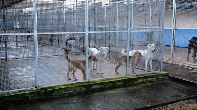 Rifugio Sanitario per cani, gestione affidata temporaneamente alla Dog Village