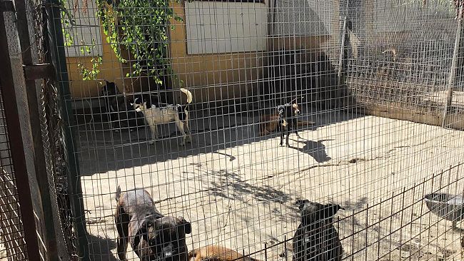 Mazara: visita al canile Ri.Ca.Ra di rappresentanti della IV Commissione Consiliare