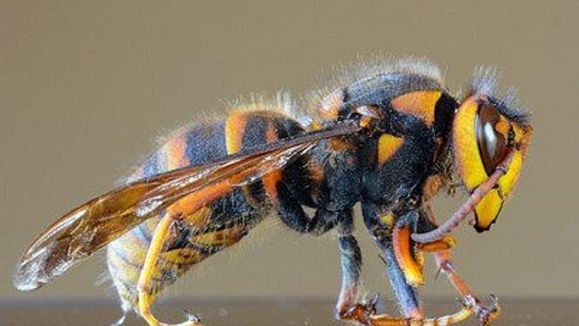 Agricoltura e non solo: completato il genoma del calabrone gigante asiatico