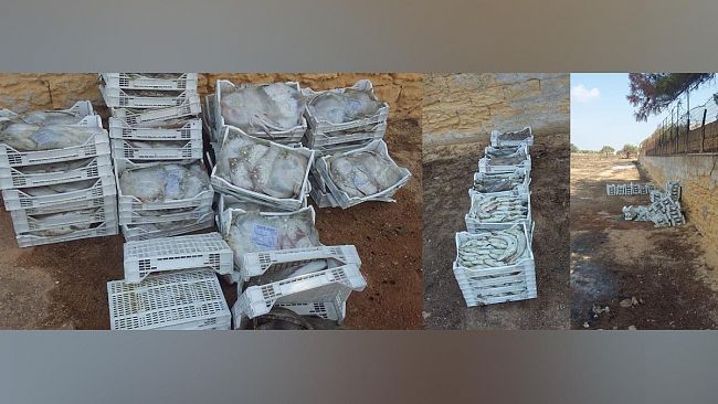 Mazara, una trentina di cassette di pesce congelato abbandonato in un terreno di C/da Santa Maria