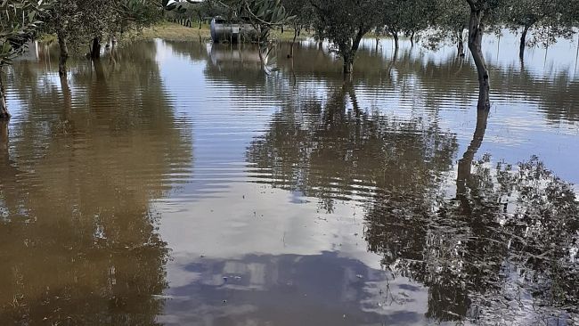 Piove ed i terreni di Triscina si allagano, Enza Viola chiede all'amministrazione di trovare una soluzione 