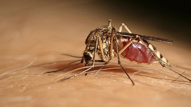 Marsala, West Nile: nessun allarme
