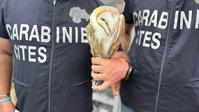 Marsala, controlli venetori: cacciatori denunciati per aver abbattuto specie protette