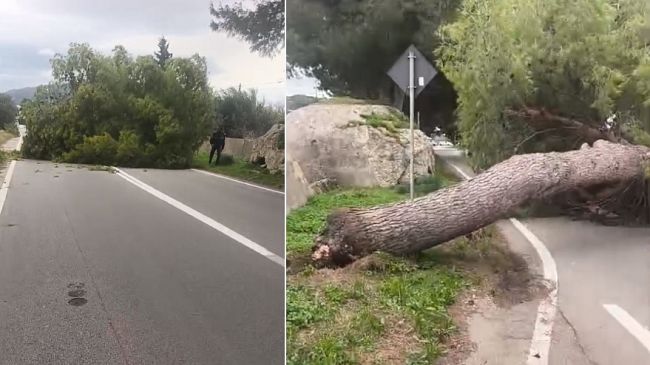 ​Cade un albero sulla Statale 115: tragedia sfiorata a Paceco
