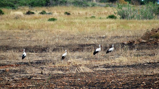 Mazara, il naturalista Sciabica: 