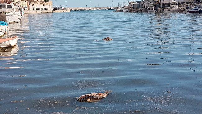 VIDEO – Mazara, resti di tonni nel porto canale. Illegalità fa rima con inciviltà…