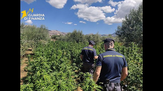 A Partinico,operazione della GdF: 4 tonnellate di marijuana sequestrate ed arrestato il responsabile