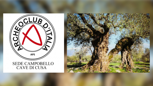 Campobello, Sagra dell’olio e dell’oliva? “Non è mai troppo tardi!”