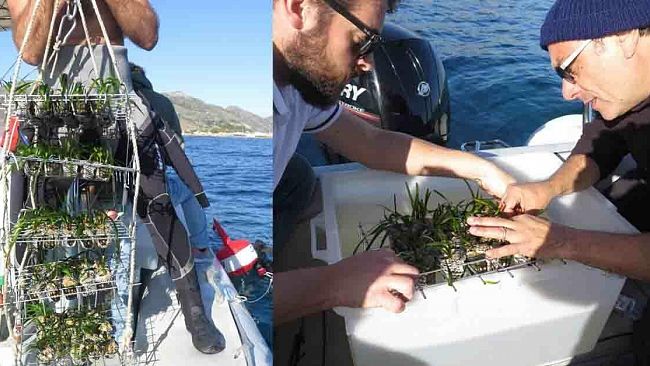 Egadi: nuovo trapianto sperimentale di Posidonia oceanica realizzato dal CNR- IAMC