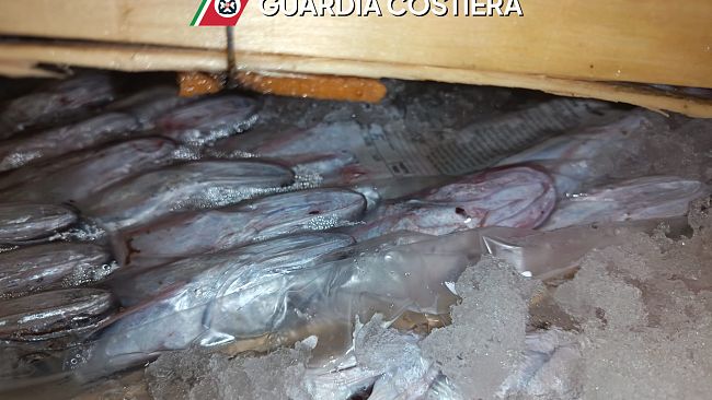 Sequestrate due tonnellate di tonno rosso senza tracciabilità a San Vito Lo Capo