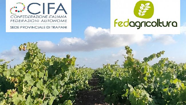 Crisi vitivinicola nel trapanese, CIFA: «Serve un piano straordinario per affrontare la crisi»