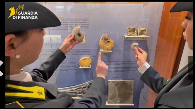 ​Sequestrati a Punta Raisi dalla GdF 17 fossili di 60 milioni di anni fa