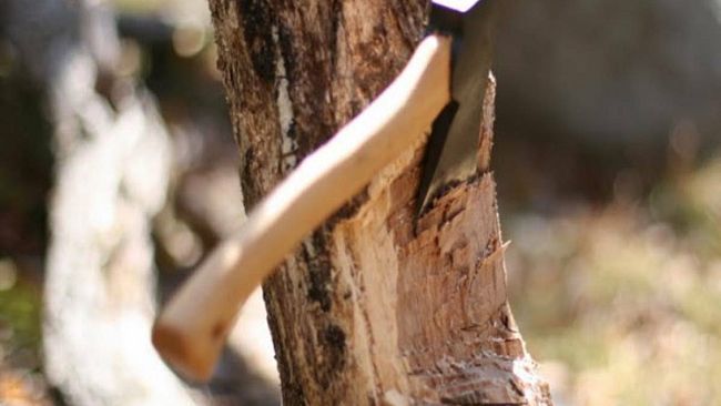 progettiamo-marsala-interviene-su-questione-abbattimento-alberi