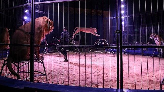 A Marsala le grandi attrazioni internazionali del Circo Rinaldo Orfei