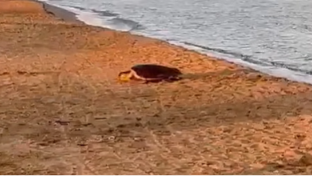 Tartaruga marina depone le uova sulla spiaggia di TreFontane: nido messo in sicurezza da operatori del WWF