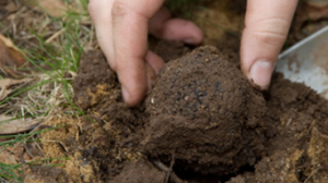 ​Pantelleria: un progetto pilota per la coltivazione del tartufo