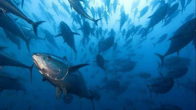 Capitaneria di Porto, stop alla pesca sportiva del Tonno rosso per il 2014