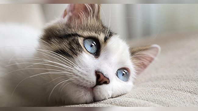 Conclusa la campagna straordinaria di sterilizzazione dei gatti