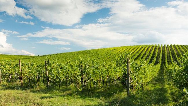 Crisi agricoltura, entro l’anno la Regione siciliana erogherà 25 milioni di euro per i danni della Peronospora