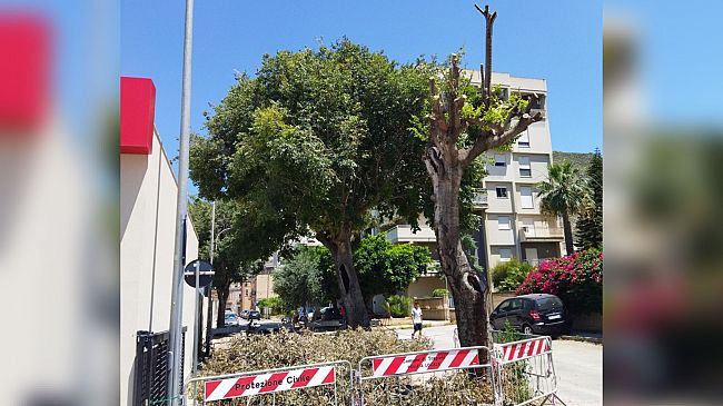 Trapani, Erythros: «Gli alberi di Via Pitagora non sono da abbattere»