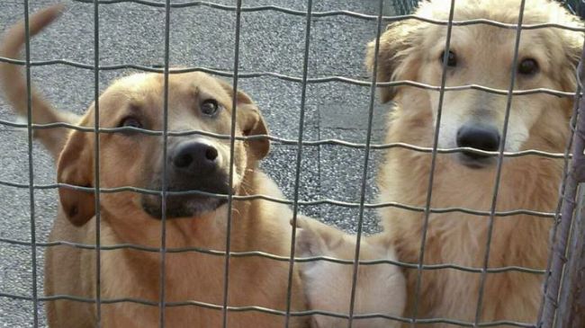 Canile di Marsala, dal 15 giugno cambiano gli orari estivi per garantire il benessere animale