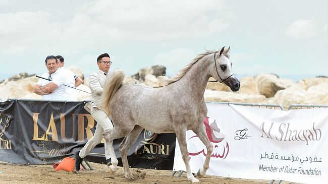 Trapani Arabian Horse Cup 2025: due giorni di eleganza, competizione e passione equestre
